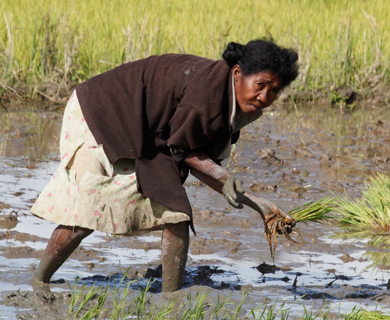 planting